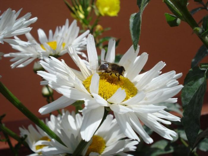 margarete (2) - PLANTE DE GRADINA
