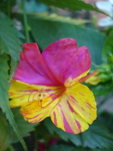 mirabilis jalapa (2)