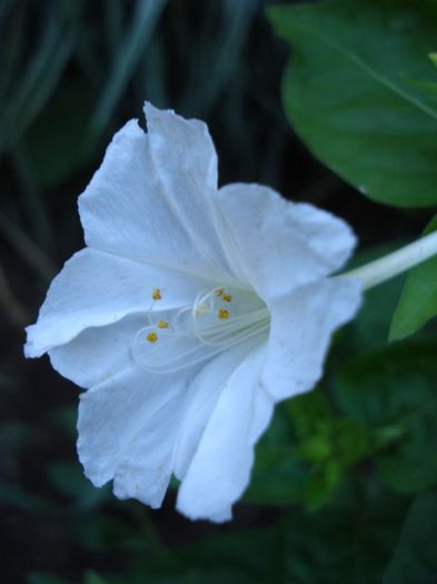 mirabilis jalapa (4)