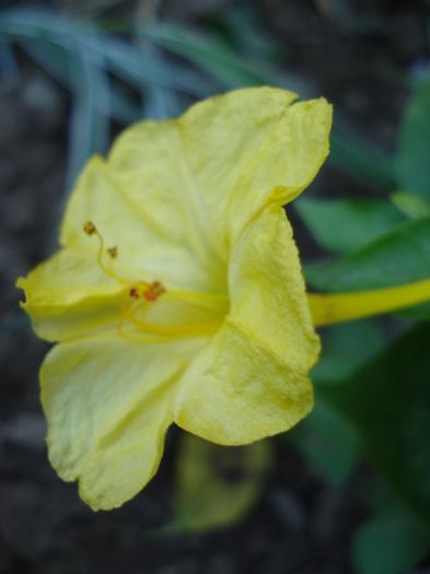 mirabilis jalapa (5)