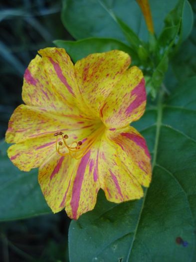 mirabilis jalapa (6)