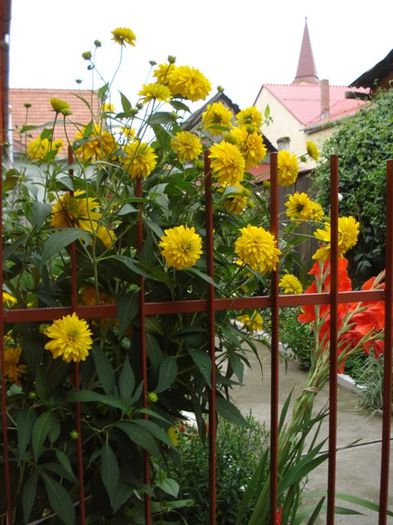 Rudbeckia Laciniata Hortensia (1)