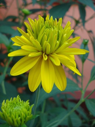 Rudbeckia Laciniata Hortensia (6)