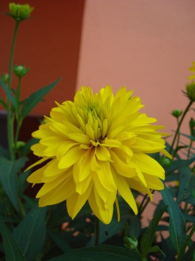 Rudbeckia Laciniata Hortensia (7)