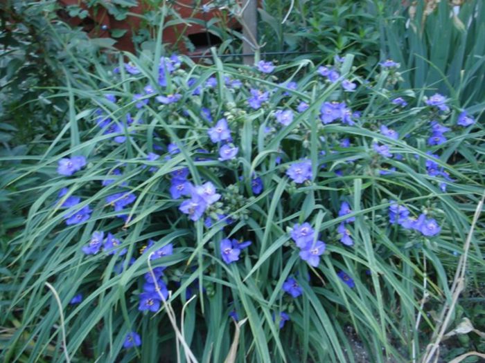 tradescantia virginiana (1)