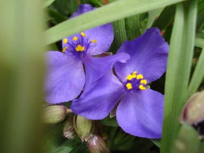 tradescantia virginiana (3)