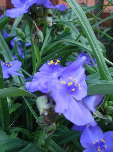 tradescantia virginiana (5) - PLANTE DE GRADINA