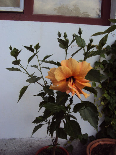 DSC08209