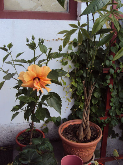 DSC08210