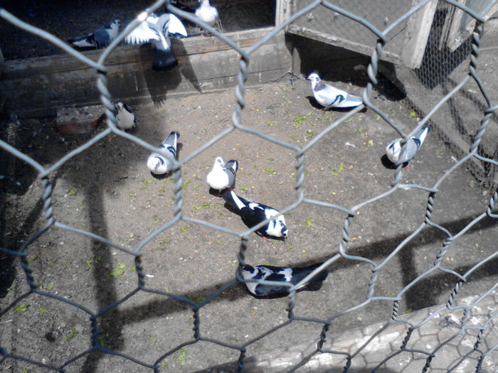 IMG_20130531_125341 - Volierele - foste