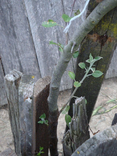 pana la urma au iesit lastari