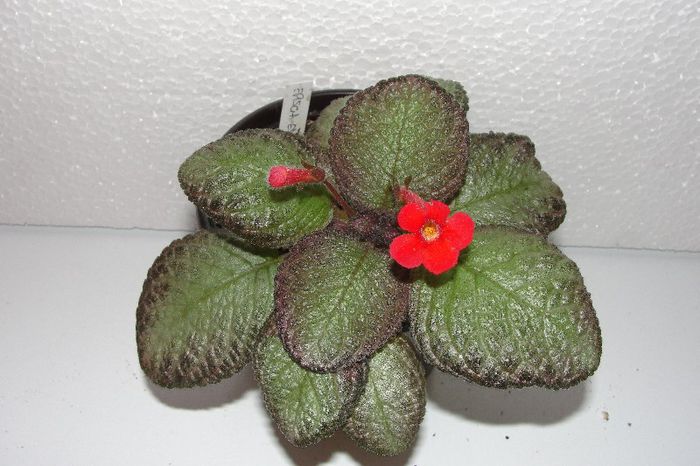 Edge of Night - Episcia E