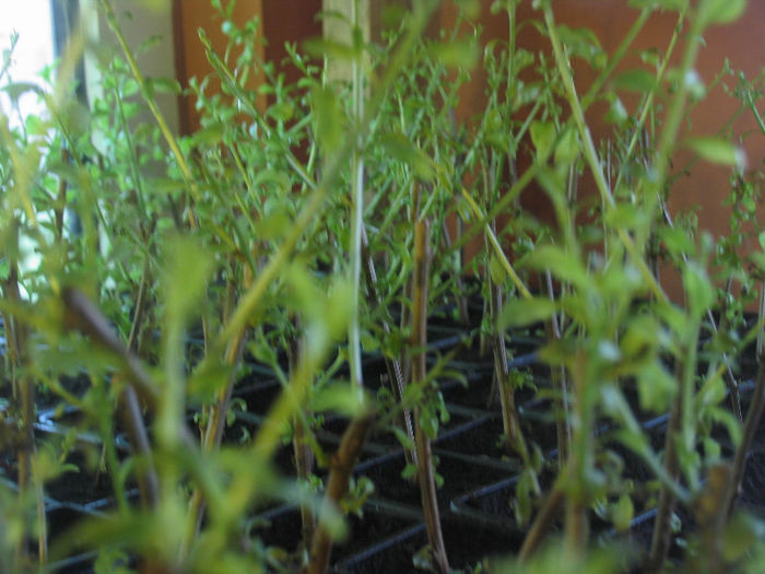 Plante de goji pregatite pentru livrare in primavara - 3a-Primavara 2013
