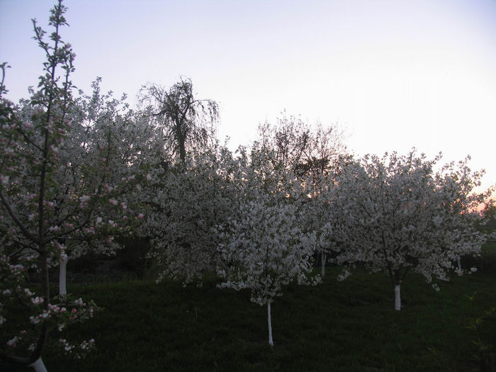 Livada Fermecata - visinii in floare