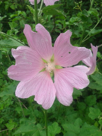 2013-06-23 14.24.03 - Plante in mediul lor