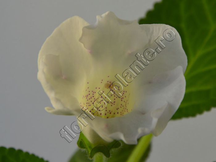 Gloxinia Mysterious Moon - GLOXINIA _ SINNINGIA