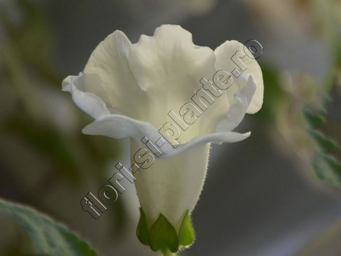 Gloxinia Mysterious Moon - GLOXINIA _ SINNINGIA