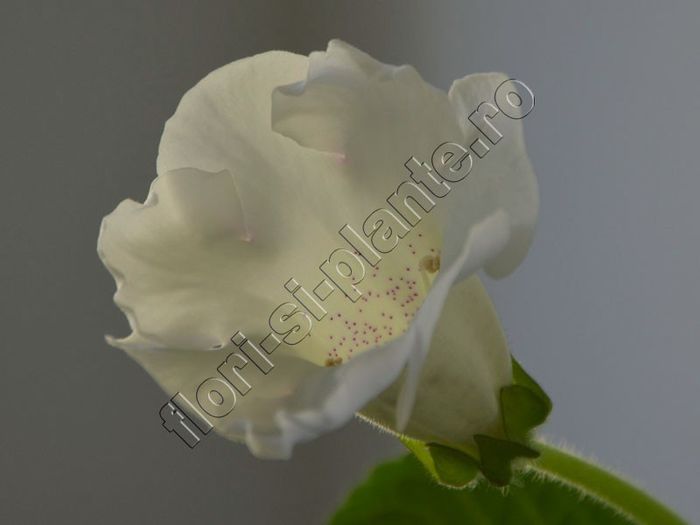 Gloxinia Mysterious Moon - GLOXINIA _ SINNINGIA