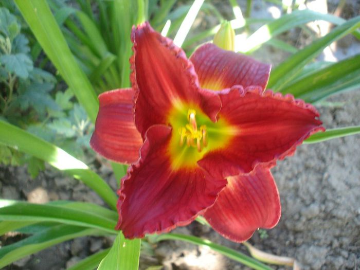 siloam Paul Watson - Hemerocallis  2013