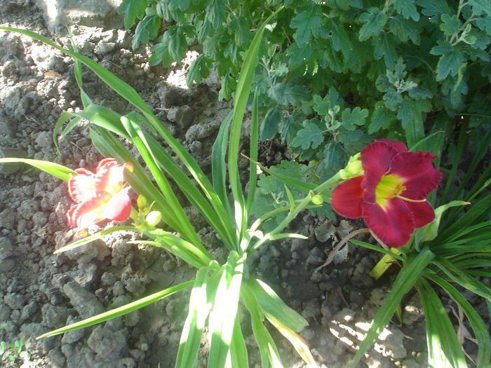 siloam Paul Watson - Hemerocallis  2013