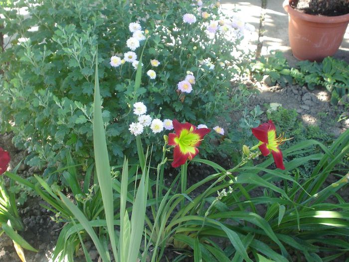 Christmas Is - Hemerocallis  2013