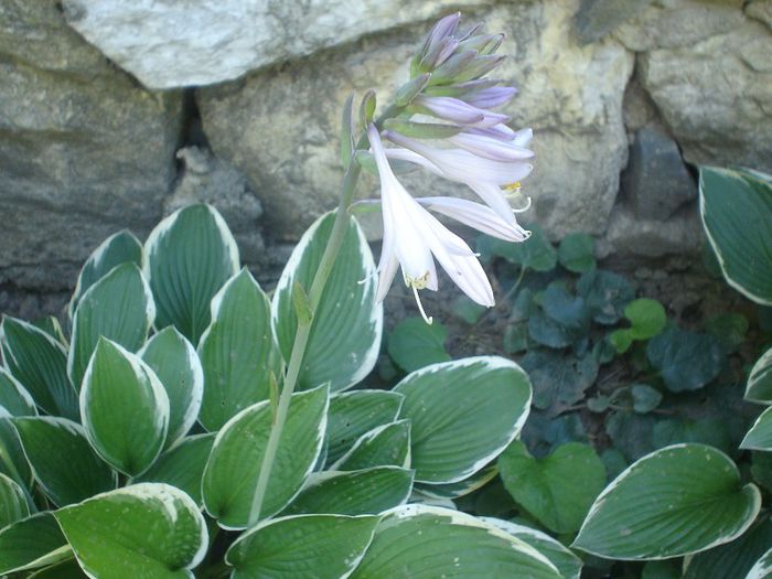 hosta