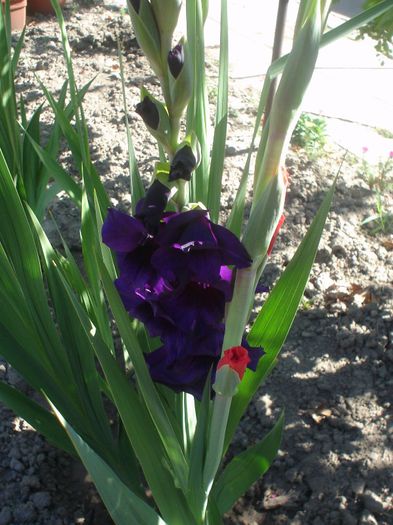 gladiola