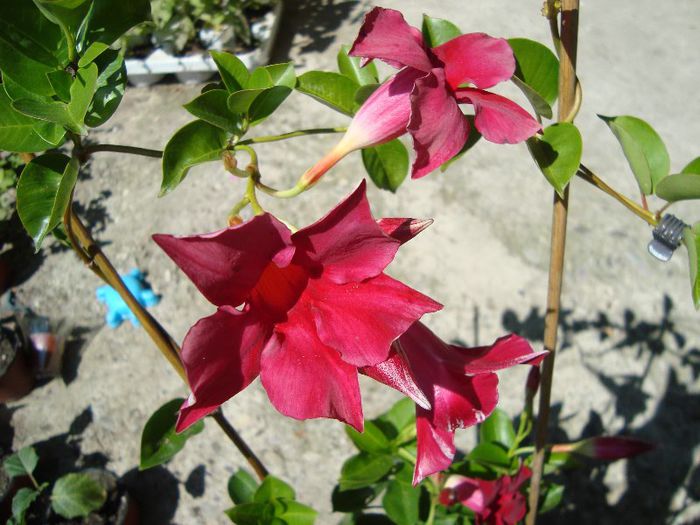 dipladenia - florile mele de ghiveci