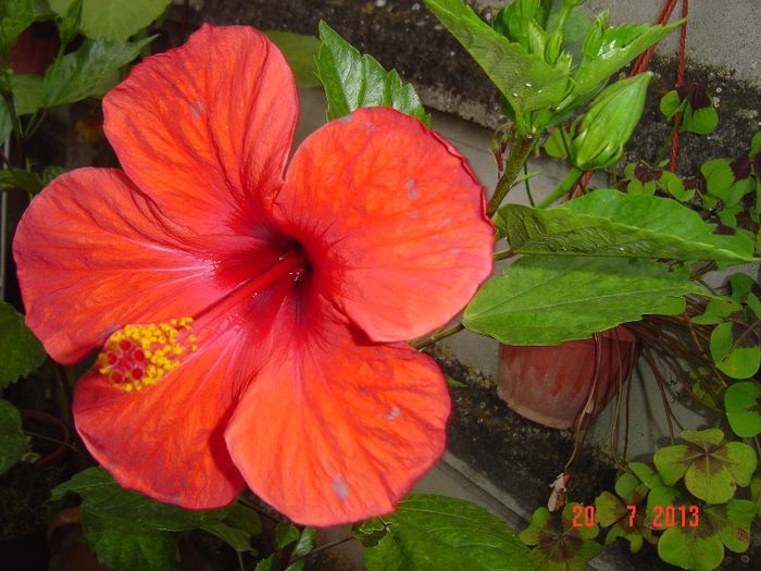 Picture 670 - 0 HIBISCUS
