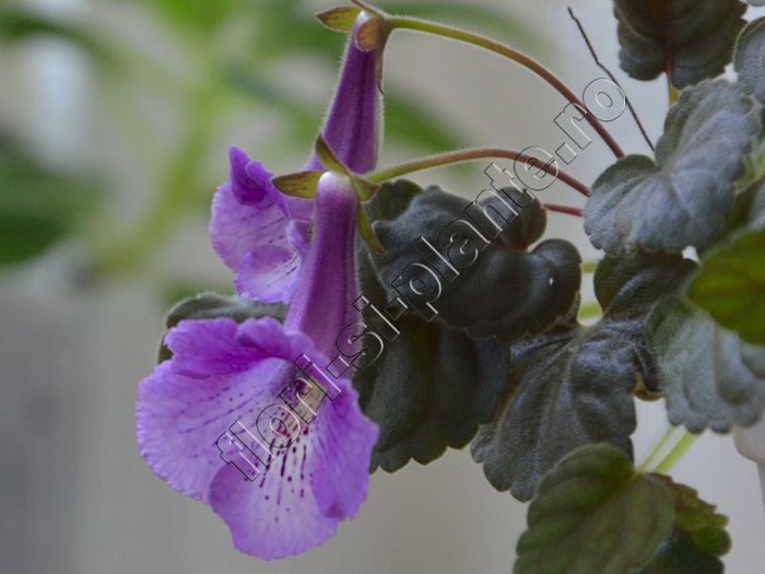 Sinningia Mark Twain - GLOXINIA _ SINNINGIA