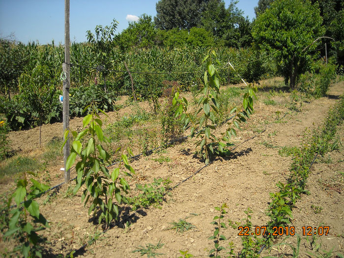 Picture 159 - Livada