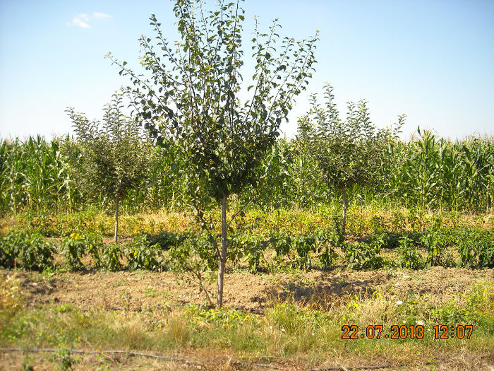 Picture 163 - Livada