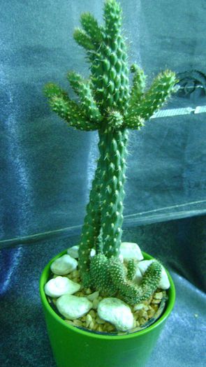 planta mama