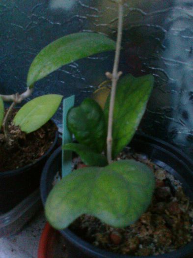 Fotografie2468 - Copy