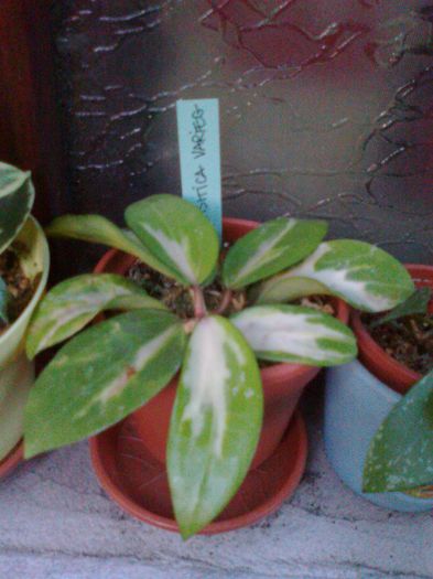 Fotografie2466 - 0 colectie hoya 2013