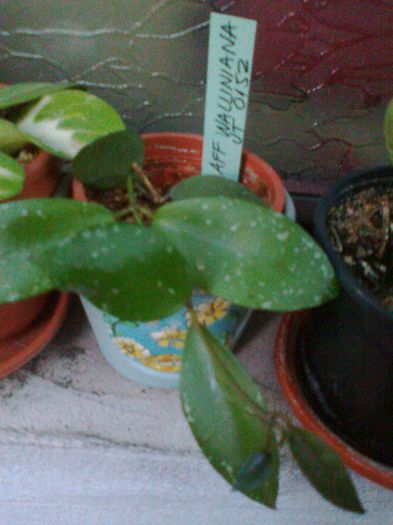 Fotografie2470 - 0 colectie hoya 2013