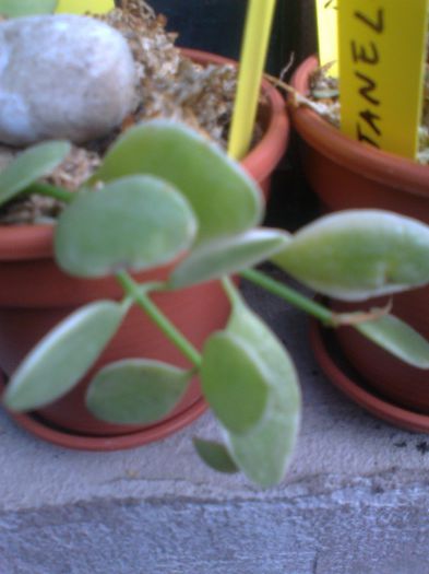 Fotografie2487 - 0 colectie hoya 2013