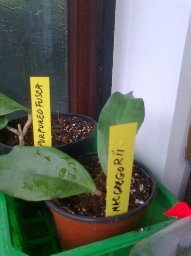 Fotografie2493 - 0 colectie hoya 2013