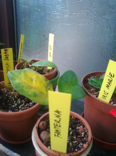 Fotografie2494 - 0 colectie hoya 2013