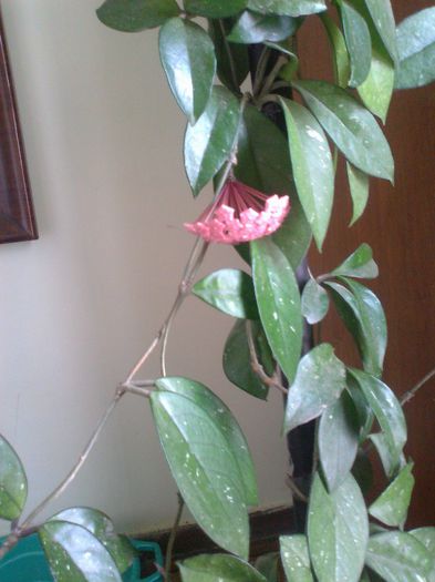 Fotografie2497 - 0 colectie hoya 2013