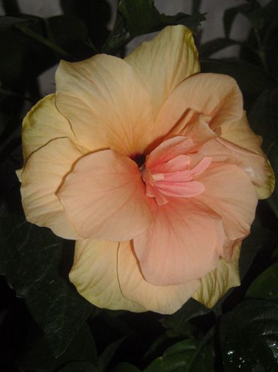  - 0 Din florile mele