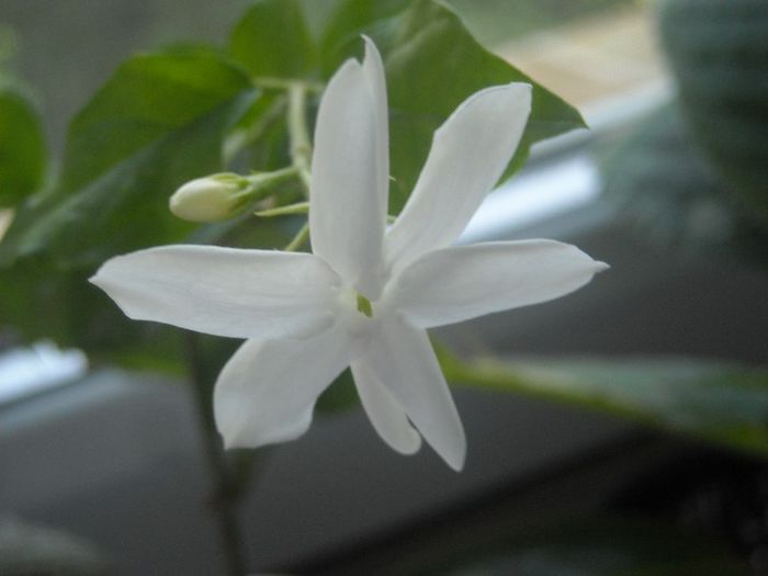  - 0 Din florile mele