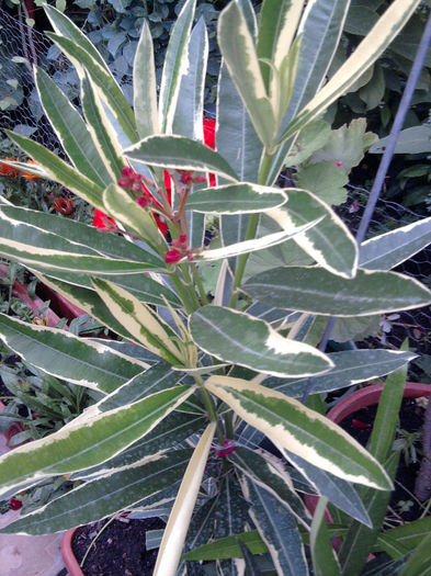 variegat