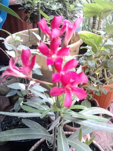 l.Europa