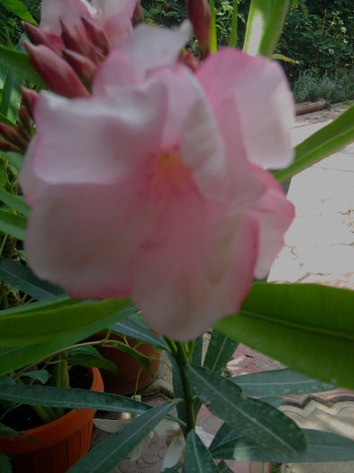 l.Habos-roz deschis