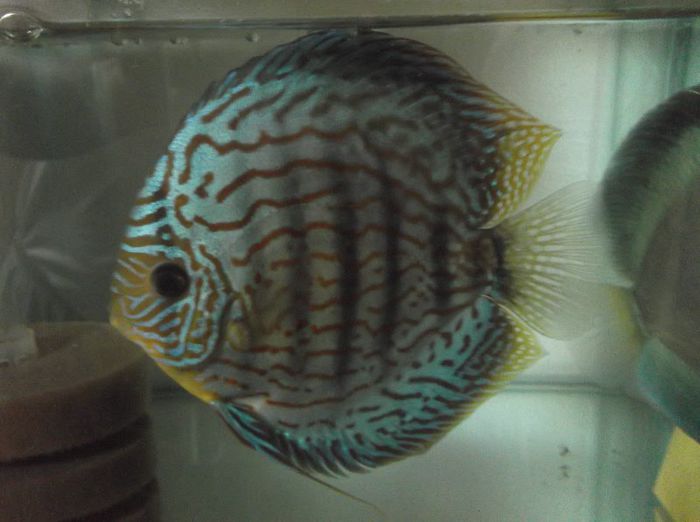 DSCF3299 - Red turquoise