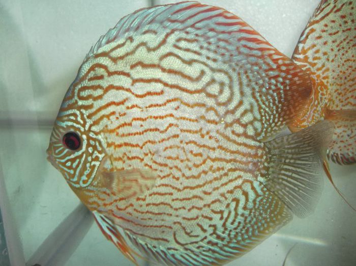 DSCF3342 - Red turquoise