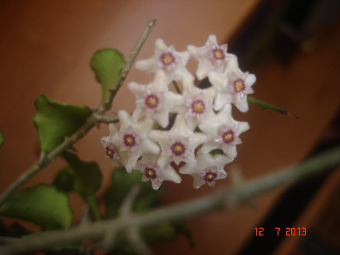 DSC07737 - Hoya Kanyakumariana