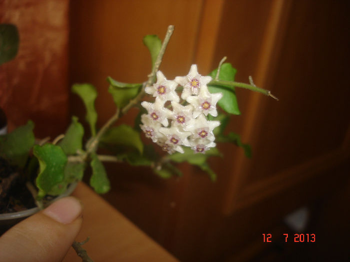 DSC07743 - Hoya Kanyakumariana