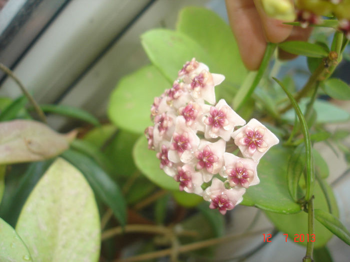 12.07.2013 - Hoya Obovata